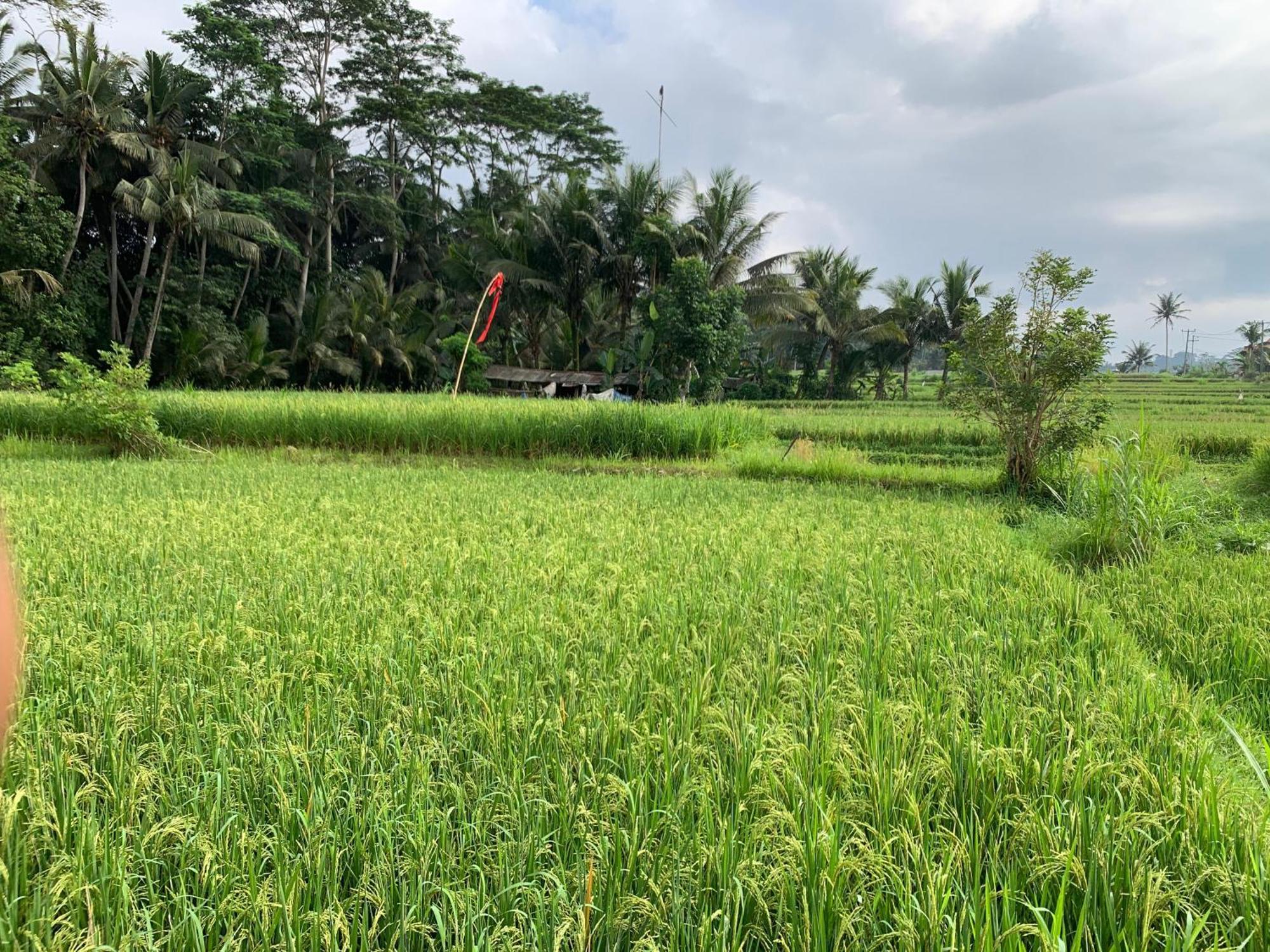 Adi Laxmi * Ubud
