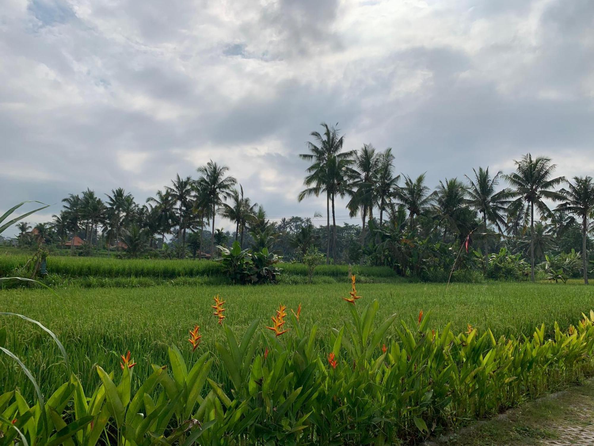 Adi Laxmi * Ubud (Bali)